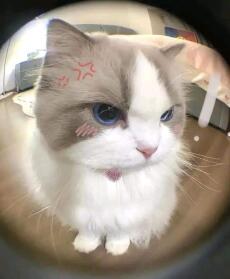 Bé Mèo Bò Sữa