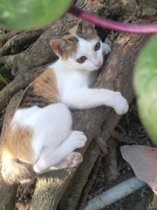Mochi