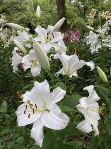 Tác Giả Vân LiLy