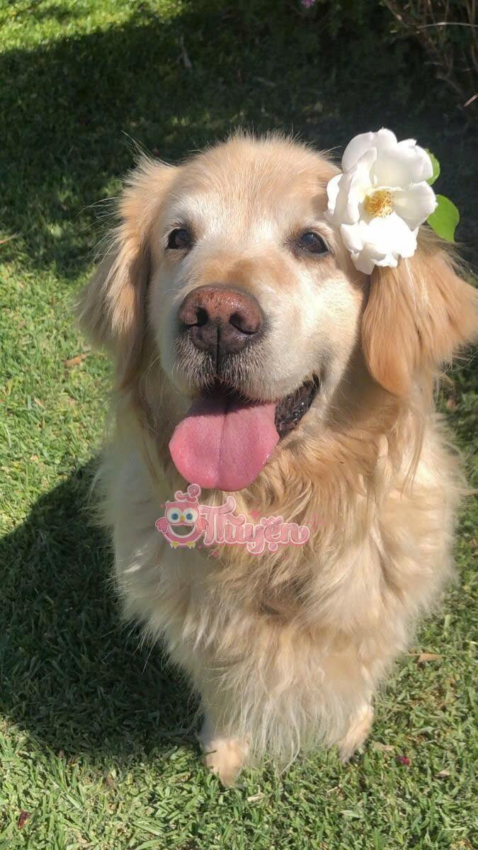 Tôi biến thành cún rồi!