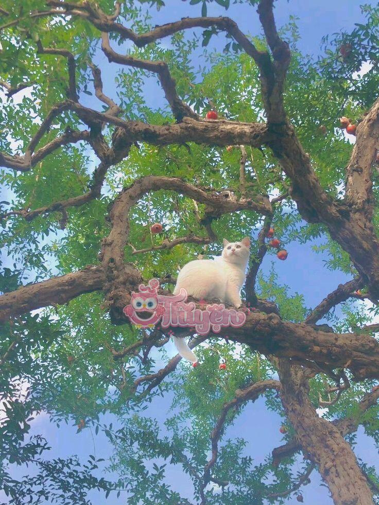 Hệ Thống Cứu Rỗi Bị Từ Chối: Nam Chính Chỉ Muốn Điên Cuồng Sủng Nữ Phụ Độc Ác