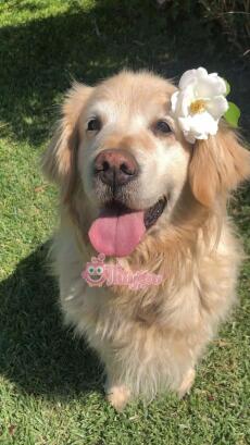 Tôi biến thành cún rồi!