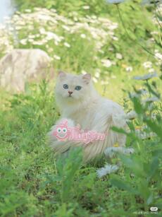 Trọng Sinh: Nỗ Lực Cứu Rỗi Kẻ Điên